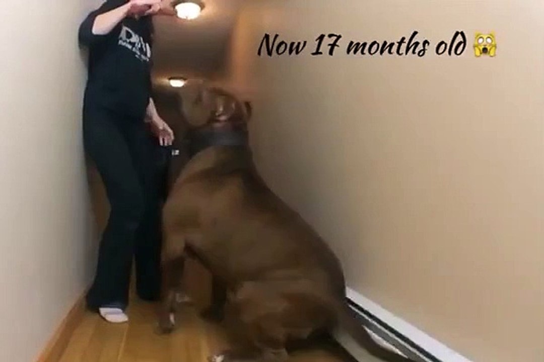 Un pitbull géant