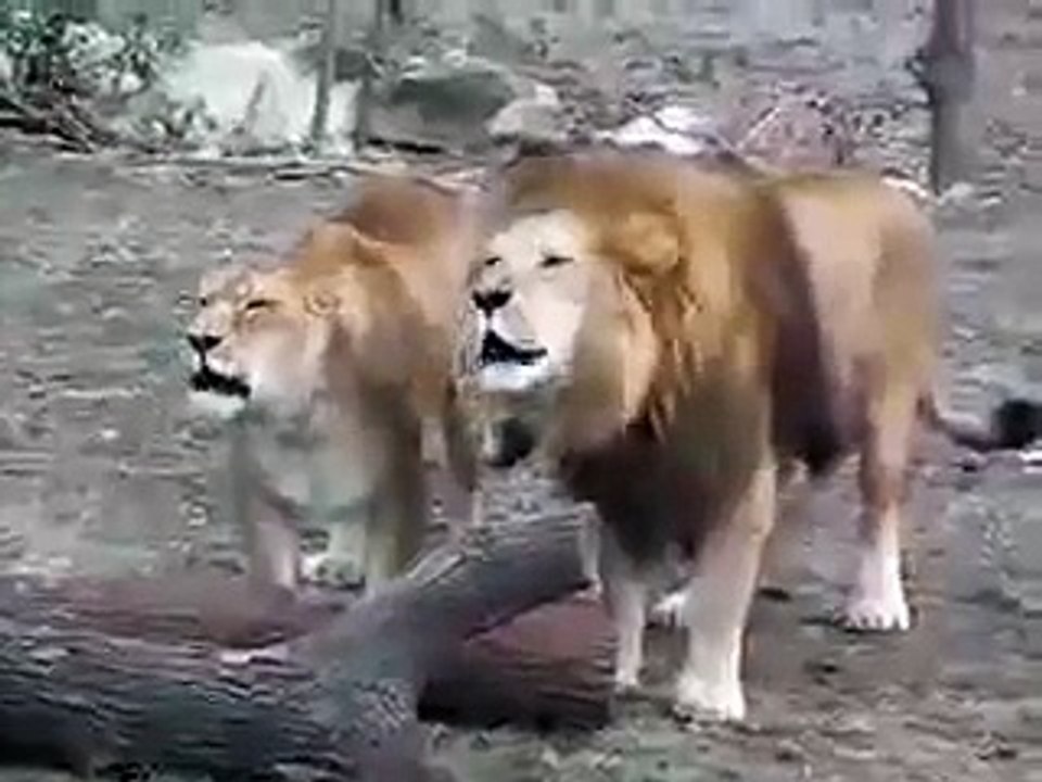 Lion saying Allah See what happened