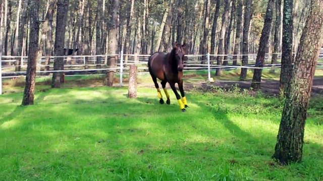 23/01/2015 B. Lusitanien 4ans, déplacements en liberté pré + carrière