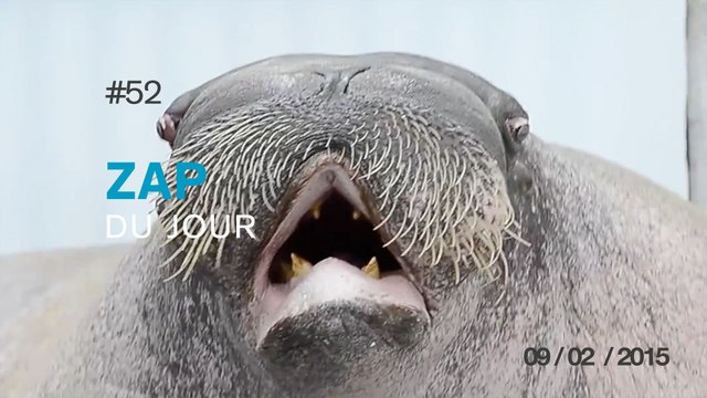ZAP DU JOUR #52 : Flic VS Vache / Accident au Dubaï tour / Chien très bien dressé / Enorme chute en ski