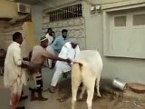 Cow Qurbani Running of Dangerous Cow Kick