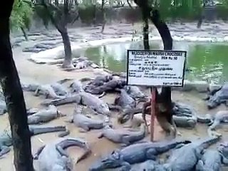 مگر مچھوں کا اتنا بڑا پارک