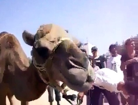 کیا کبھی اونٹ کو بوتل پیتے دیکھا ہے آپ نے ؟ نہیں تو دیکھ لیں