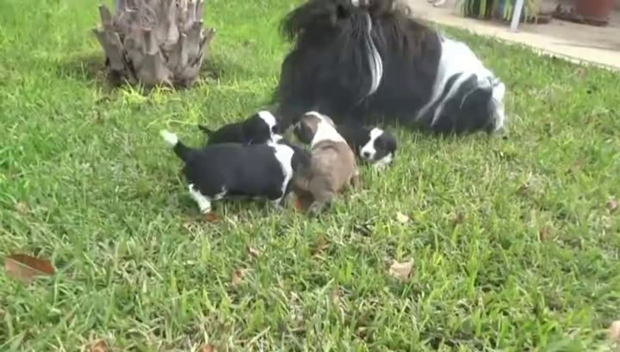 Les Petits de GYANTSE KARMA LHAMO