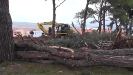 Bayramiç'te Asırlık Ağaçların İzinsiz Kesildiği İddiası