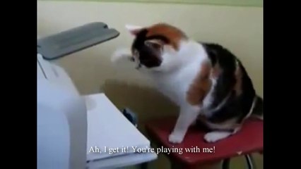 L'imprimante qui intrigue le chat