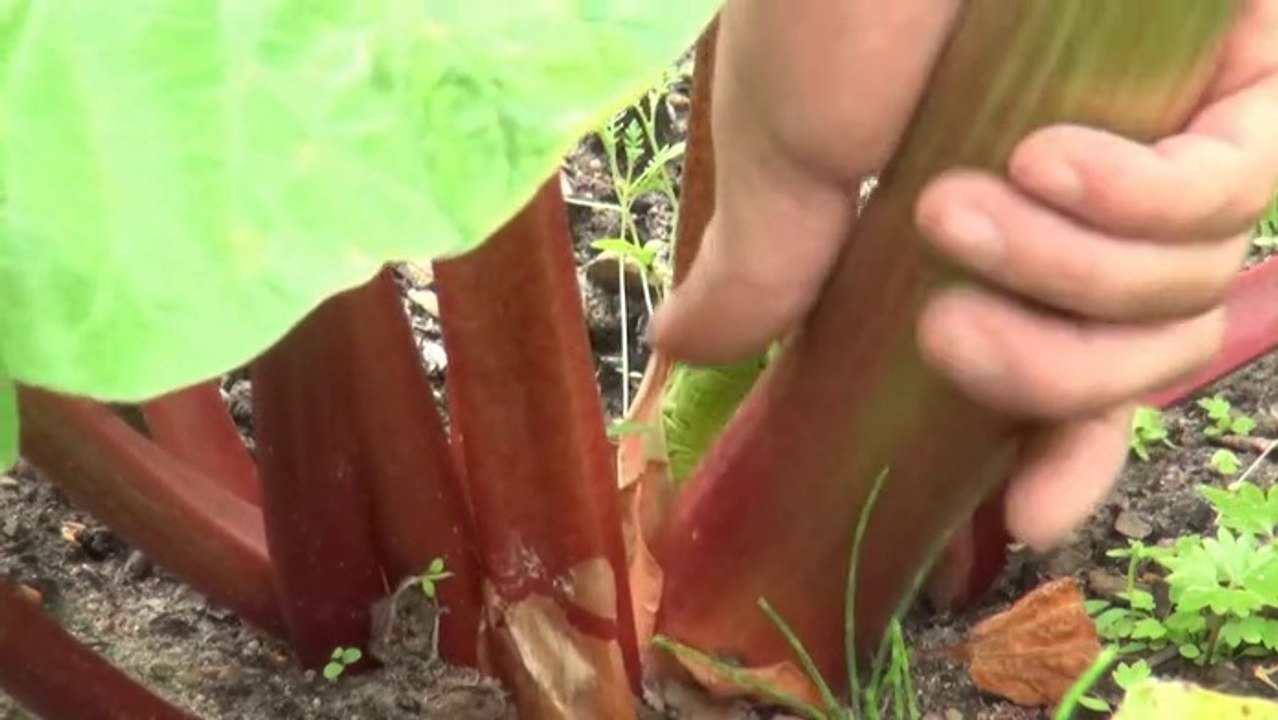 Rhabarber richtig ernten