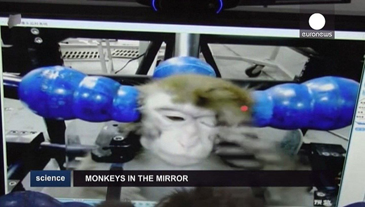 Über den Affentest zur Autismus-Therapie