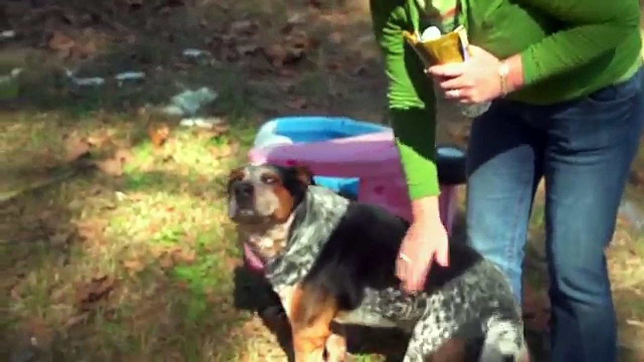 Des rencontres entre chiens et prisonniers