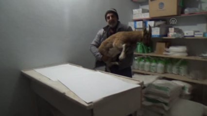 Yavru Dağ Keçisine Vatandaşlardan Yardım Eli