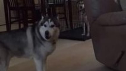 Husky pleading for an early release from jail crate