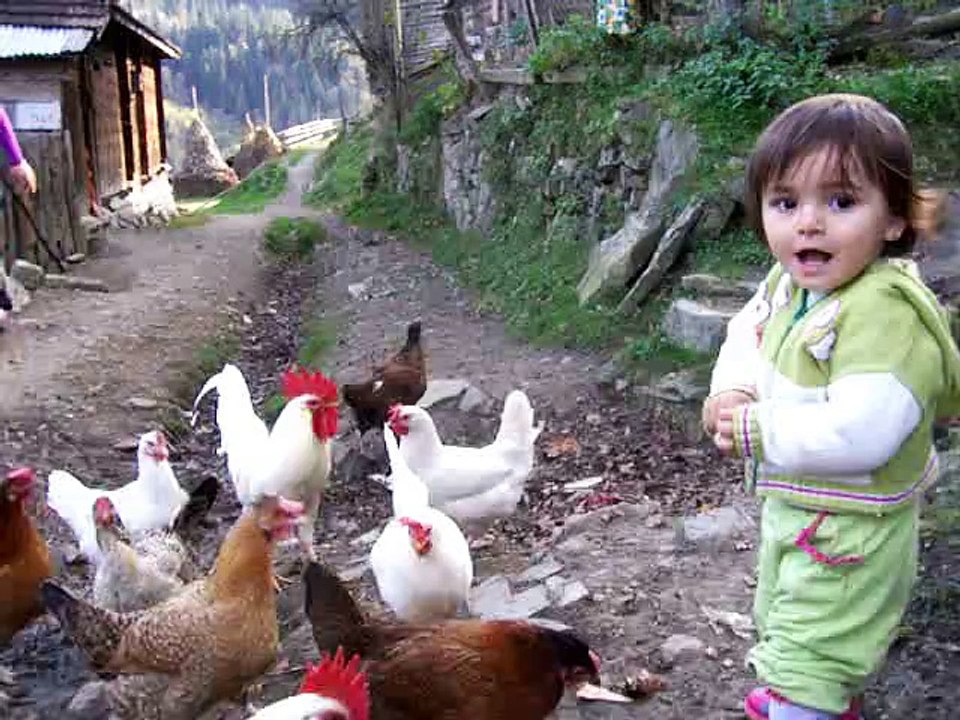 ÇOCUKLARIN TAVUK SEVGİSİ