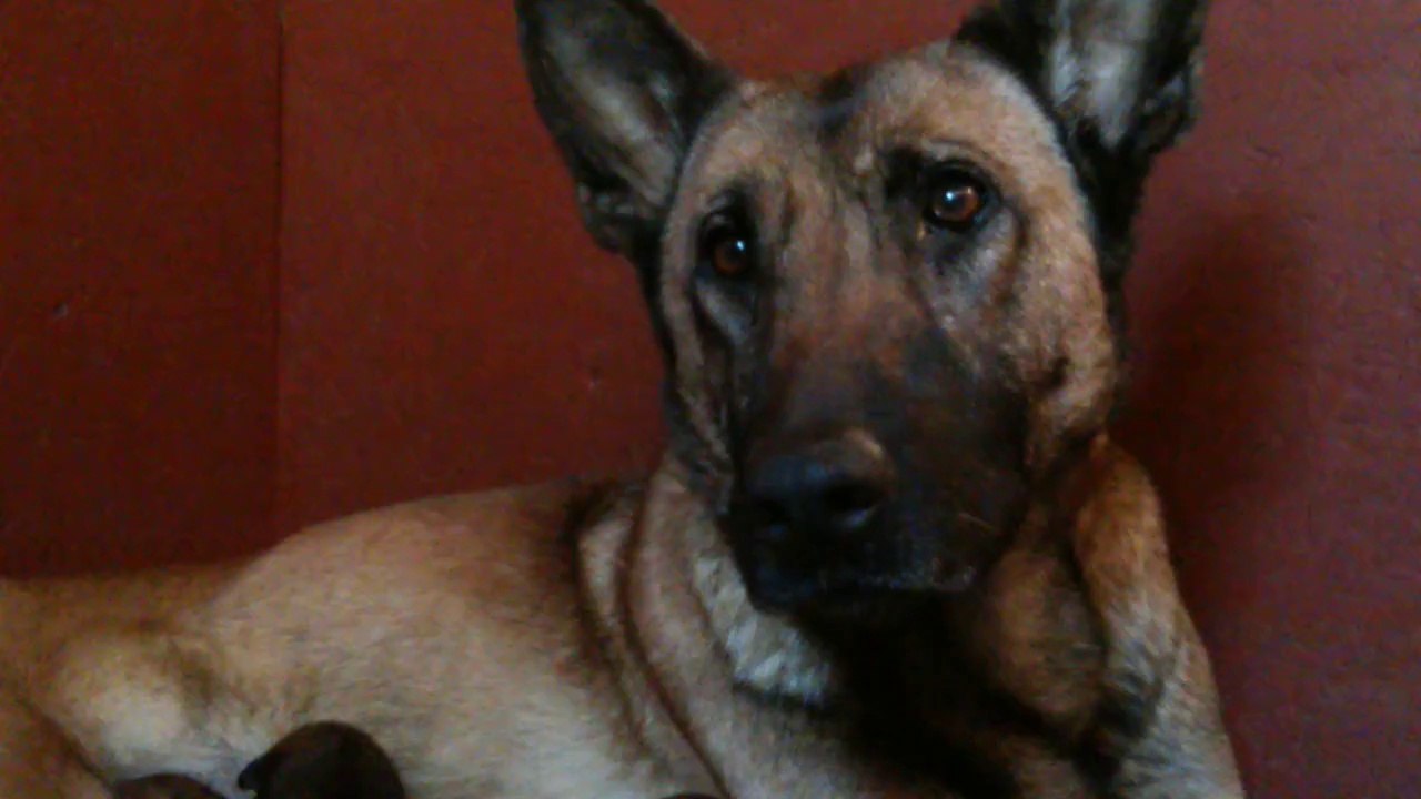 Be Aware H's @ Brutpflege / Brood Care - Part 2