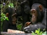 Inteligencia primate: Solucion de problemas (Cultura)