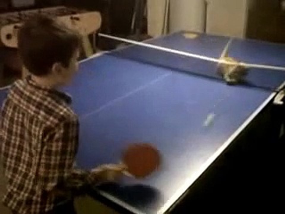 funny cat plays ping pong