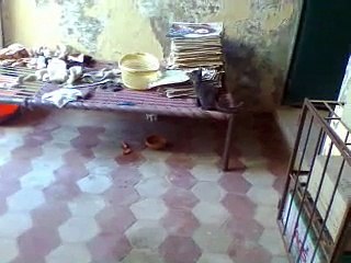 cat playing with rabit