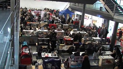 à Tours, le chat beauté était russe