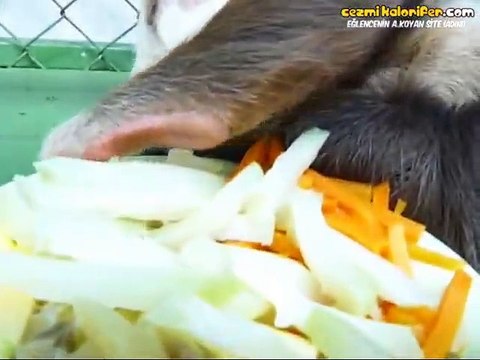 Sülalem Rahat Pozisyonunda Yemek Yiyen Tembel Hayvan