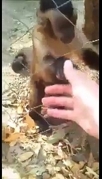 Monkey teaches Human how to Crush Leaves