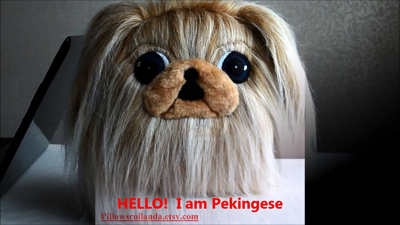 Beige Pekingese with mask