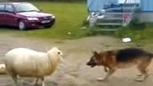 Sheep and dog fight for ball - Баран и собака дерутся за мяч !