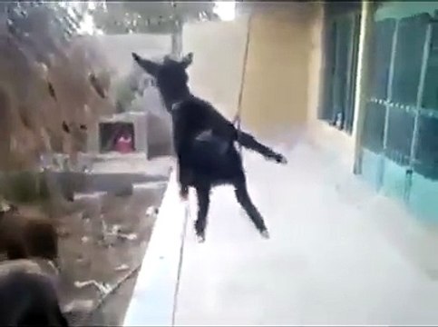 Eşekteki Rahatlığa Bak Hayatı Tesbih Yapmış Sallıyor