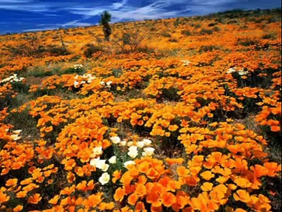 Tavla Okey Satranç Oynamak Caiz mi?   Fatih Kalender