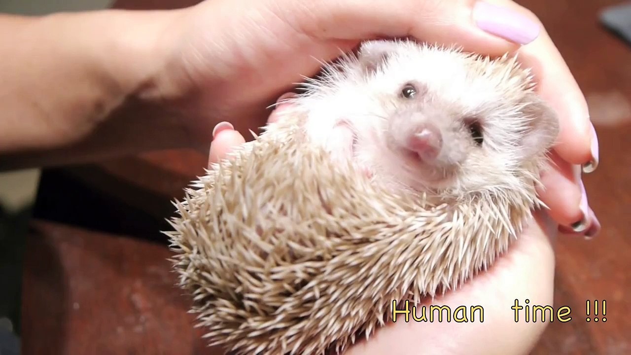 Dog meets Hedgehog