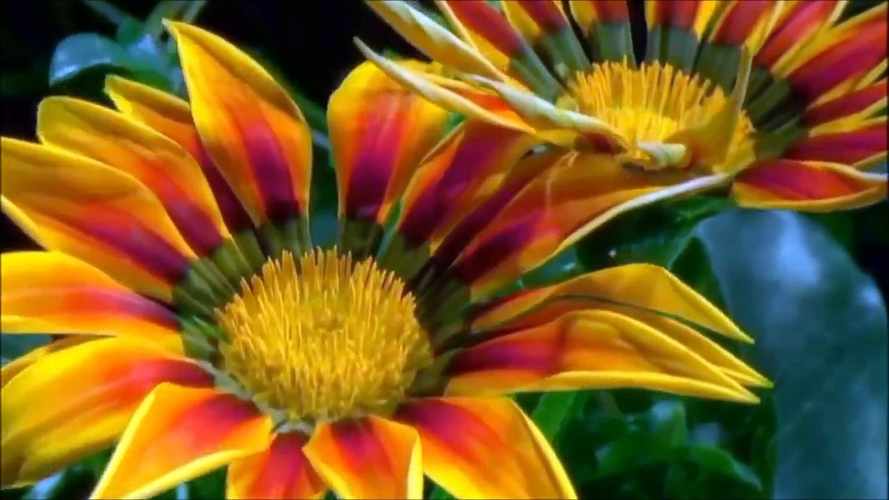 Ya Hayy - Grup Yeniçağ