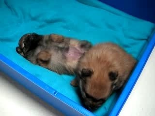 Rapsodie - portée du 06.02.2007