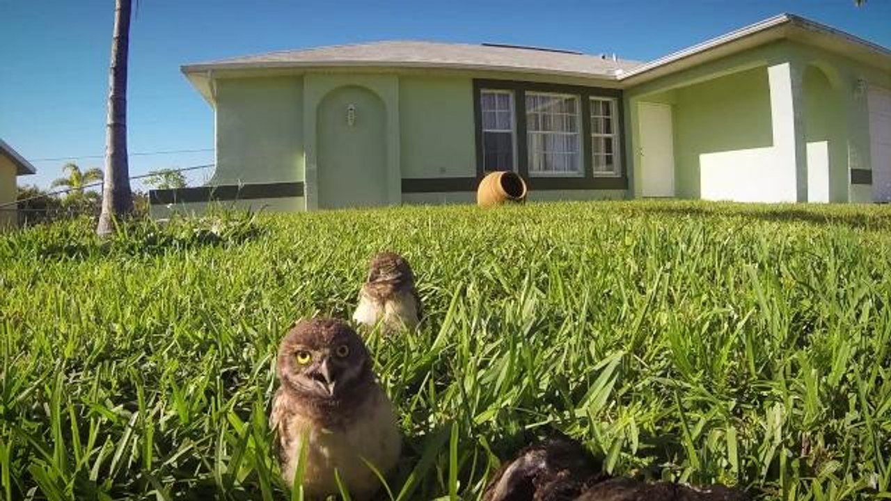 Owls Appear to Hold A Dance-Off in Adorable GoPro Video