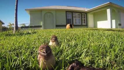 Owls Appear to Hold A Dance-Off in Adorable GoPro Video