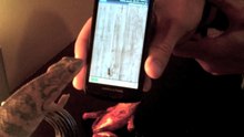 Chameleon vs Digital Ants - Хамелеон и Цифровые муравьи !