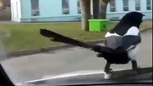 Magpie travels by car ! - Сорока оседлала машину на ходу - приход !