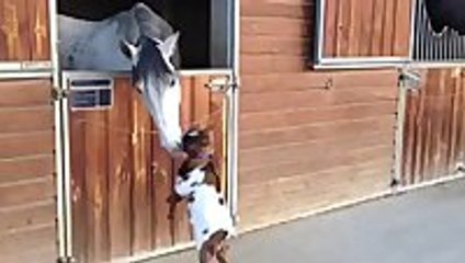 Baby goat tries to head-butt adult horse