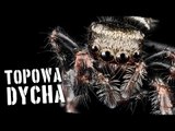 10 faktów na temat pająków [TOPOWA DYCHA]