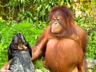 Cute Animals That are Friends Furever