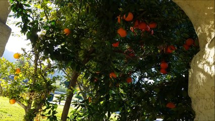 California Daydreaming