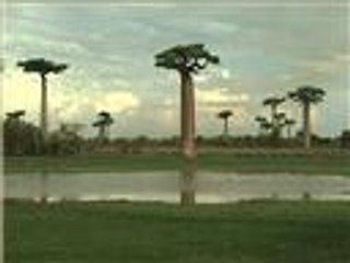 اكتشاف سر جديد عن شجرة الحياة بالغابات الاستوائية