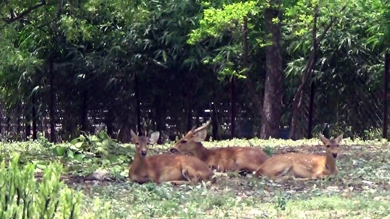 Deer & Bear in Nehru Zoological Park