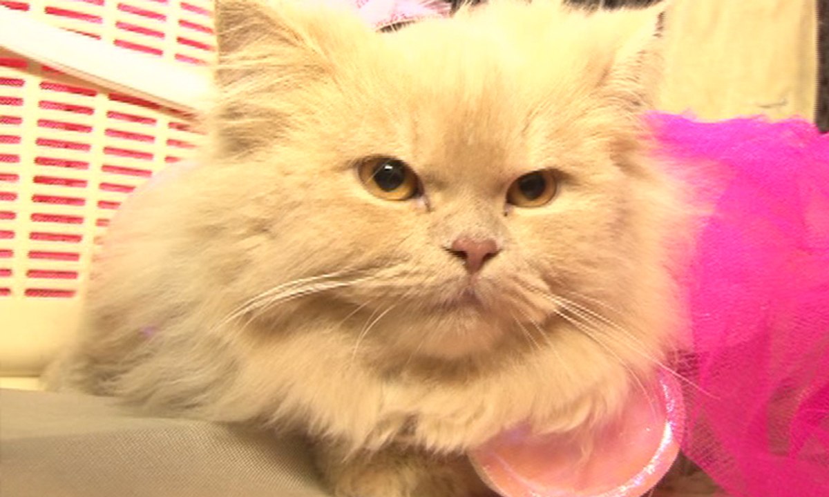 Pet show held in Karachi