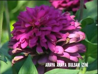 Arayu Arayu Bulsam İzini | Orijinal Cd - Mehmet ERARABACI