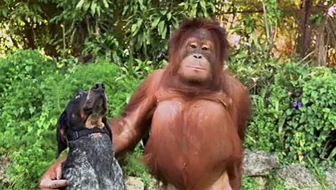Android- Friends Forever, Impressing video of animals