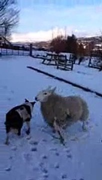 Pet the lamb that thinks it's a dog!