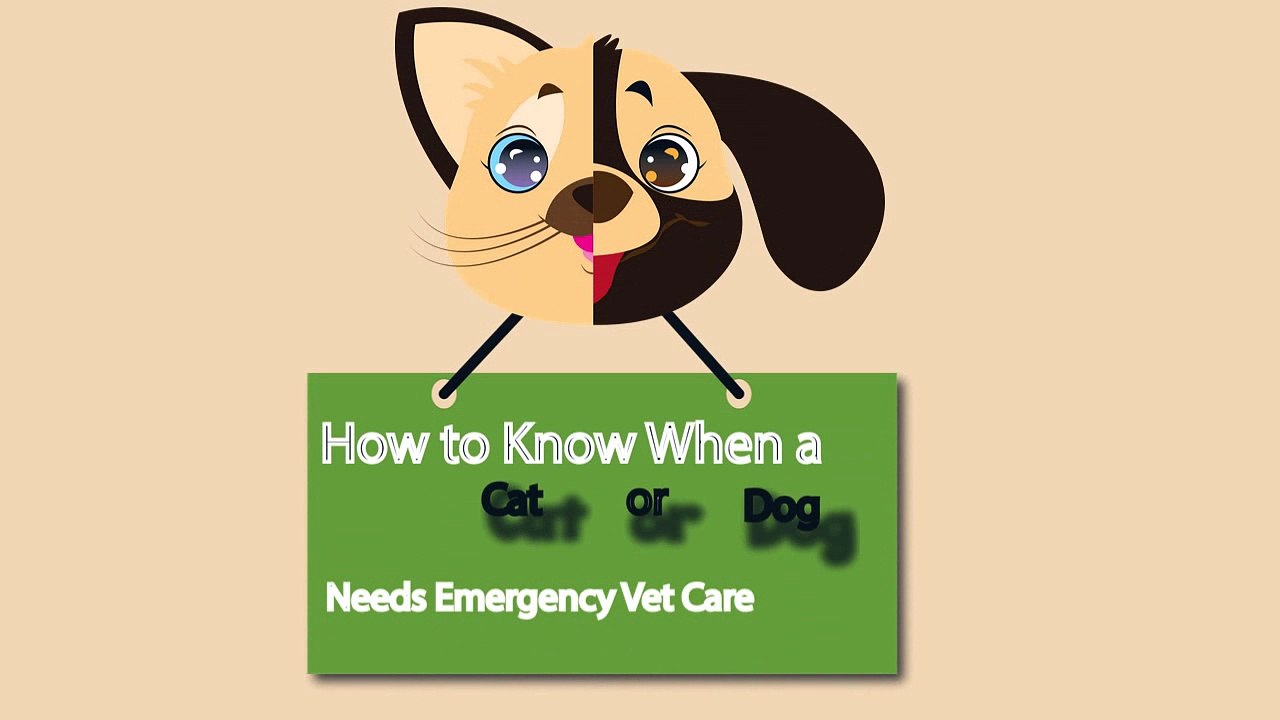How To Know When A Cat Or Dog Needs Emergency Vet Care