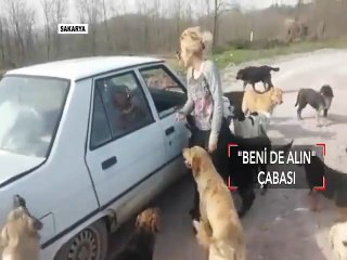 Many Dogs Are Playing With Girls In Car