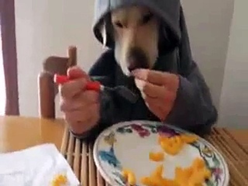 Funny Dog on download