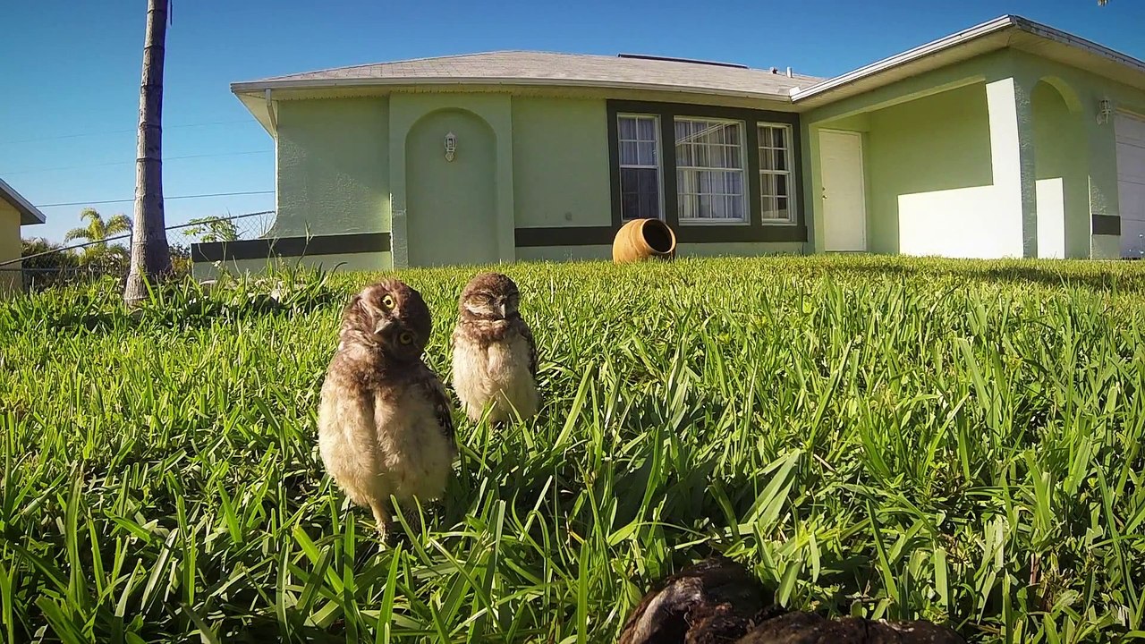 GoPro- Owl Dance-Off