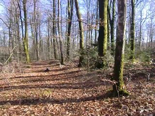 Une odeur intéressante en forêt