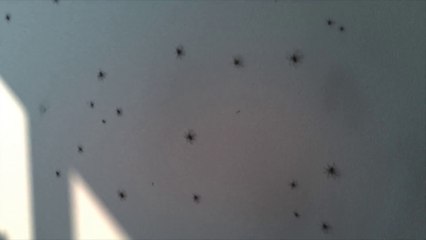 When thousands of Spiders infested your apartment!